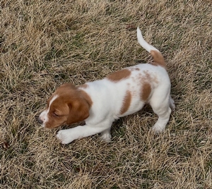 Red and White Spotted Female